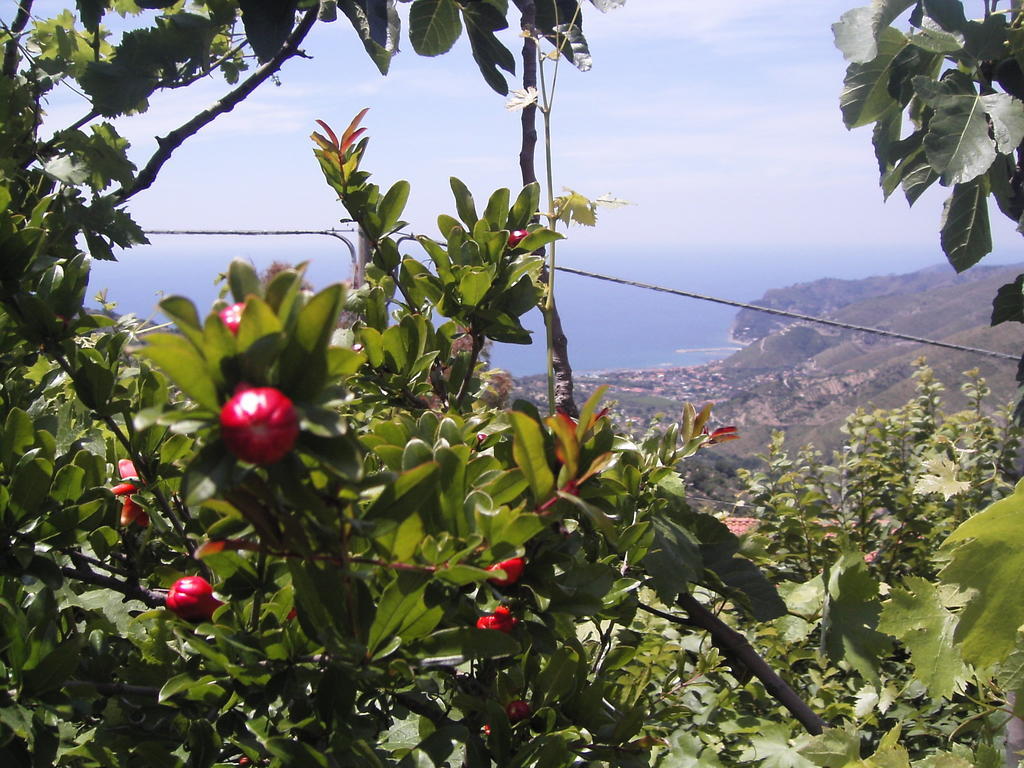 Cilento Bed & Breakfast San Mauro Cilento Eksteriør bilde